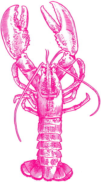 Pink Lobster Sports bra
