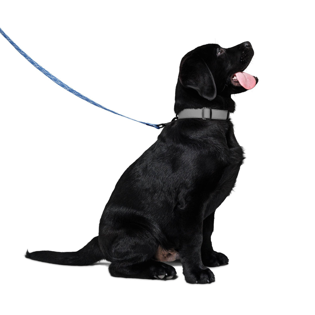 Shark Waves Pet leash