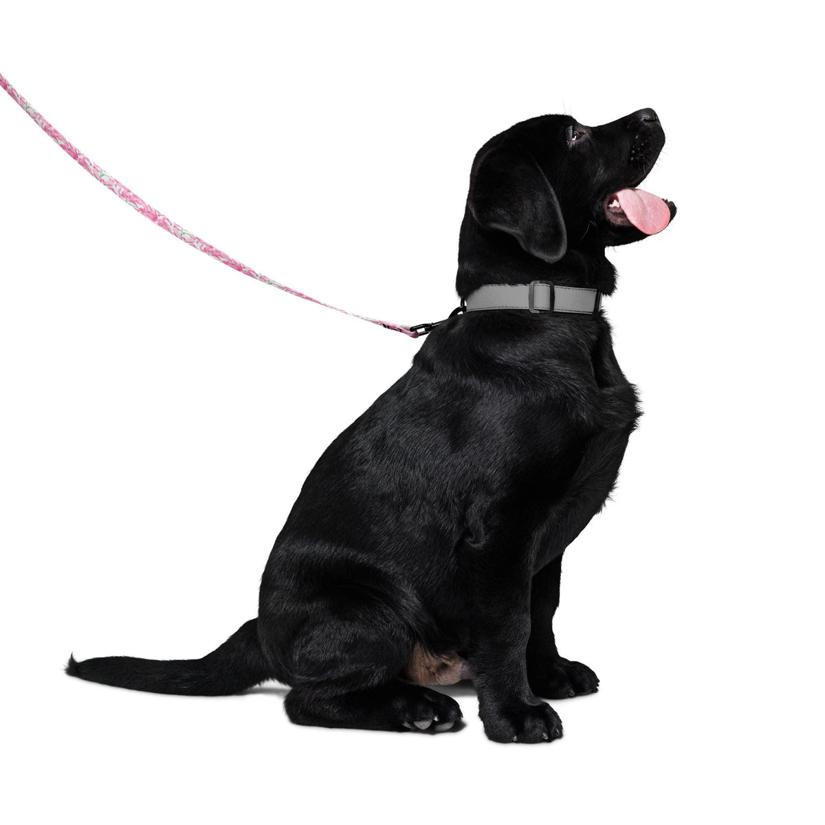 Palm Springs Flamingo Pet leash