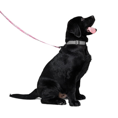 Palm Springs Flamingo Pet leash
